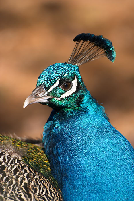 Blauer Pfau