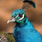 Blauer Pfau