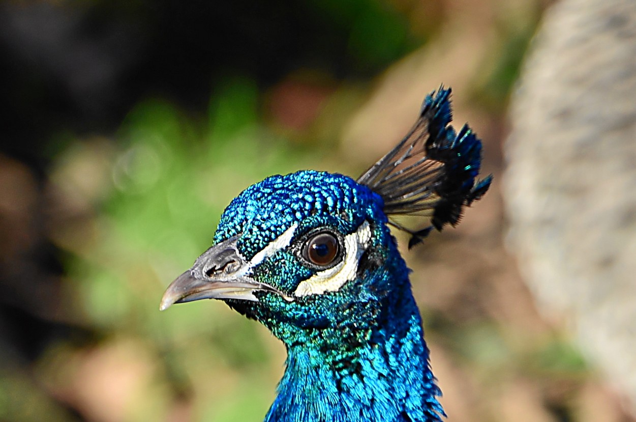 Blauer Pfau