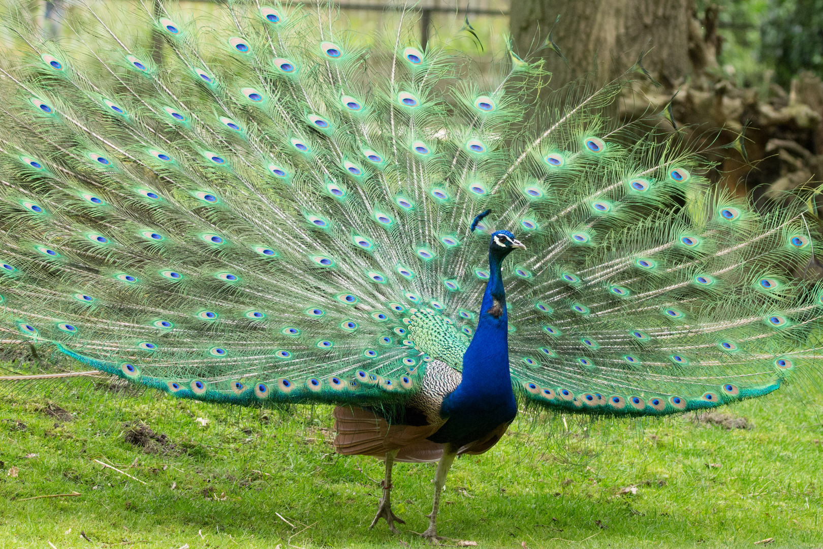 Blauer Pfau