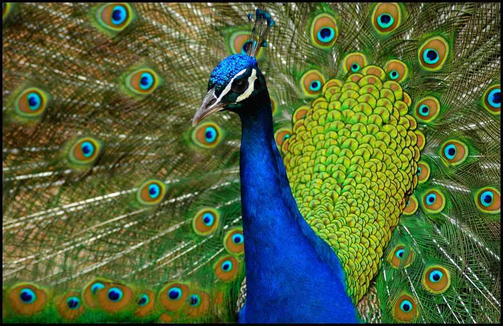 Blauer Pfau...