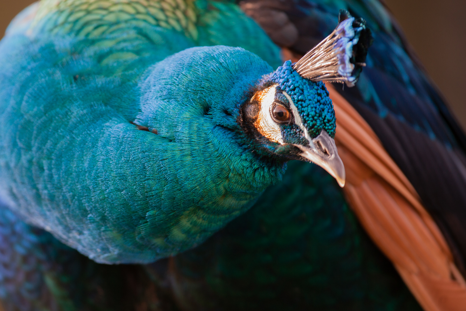 Blauer Pfau