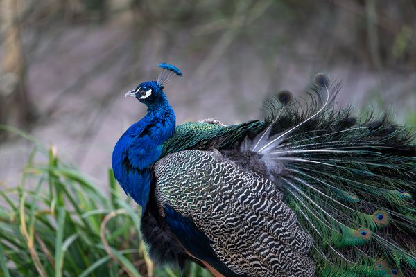 Blauer Pfau