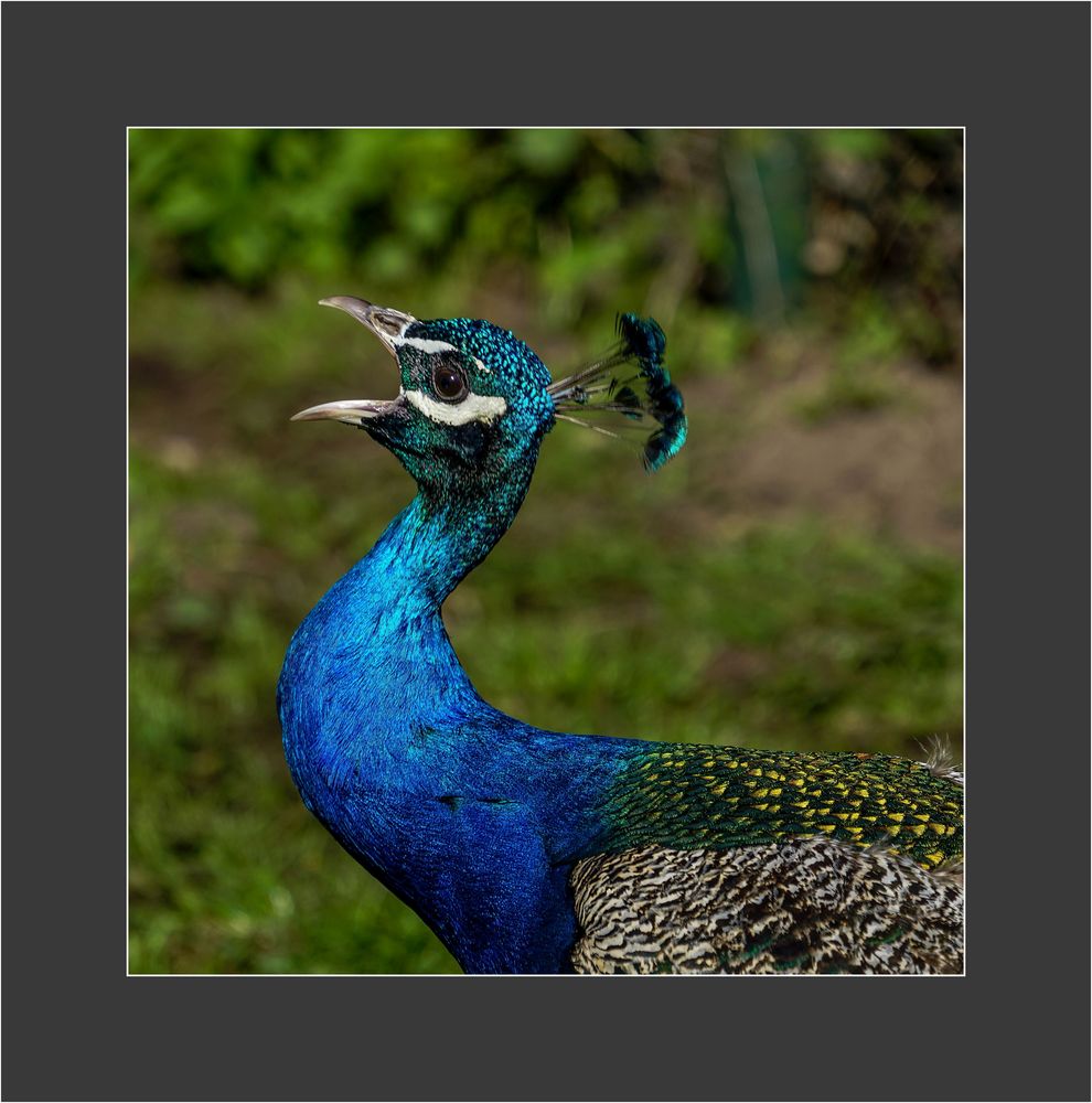 Blauer Pfau Foto & Bild | natur, vögel, tierpark Bilder auf fotocommunity