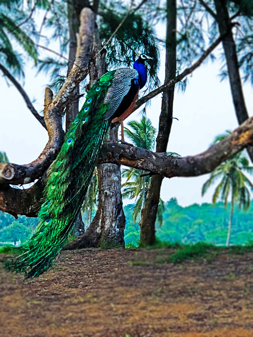 Blauer Pfau