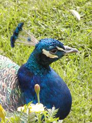 Blauer Pfau