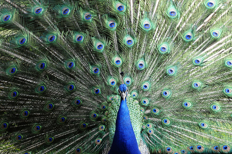 Blauer Pfau