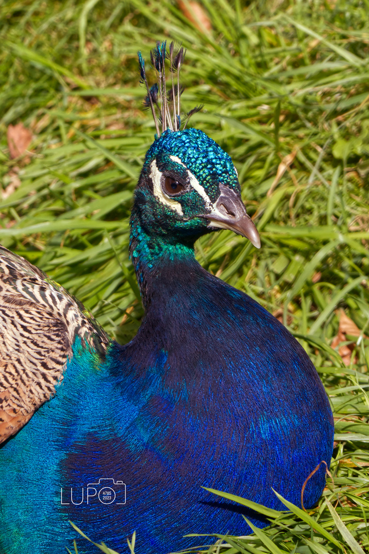 Blauer Pfau