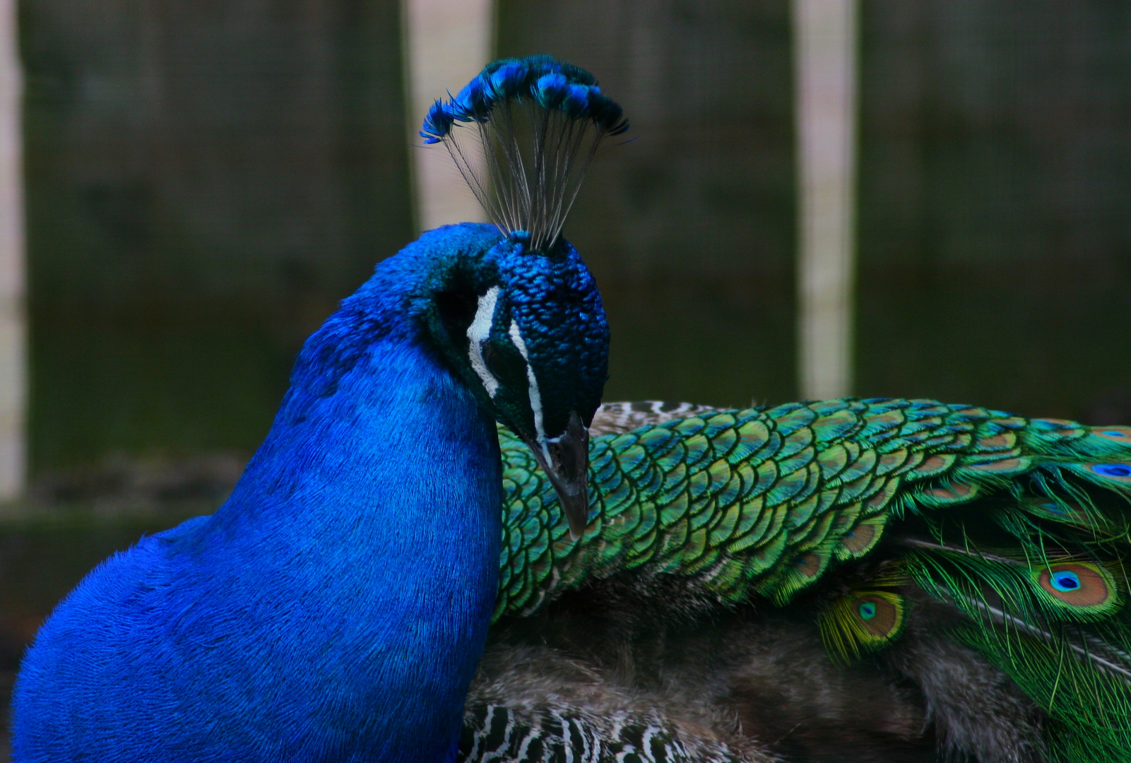 Blauer Pfau