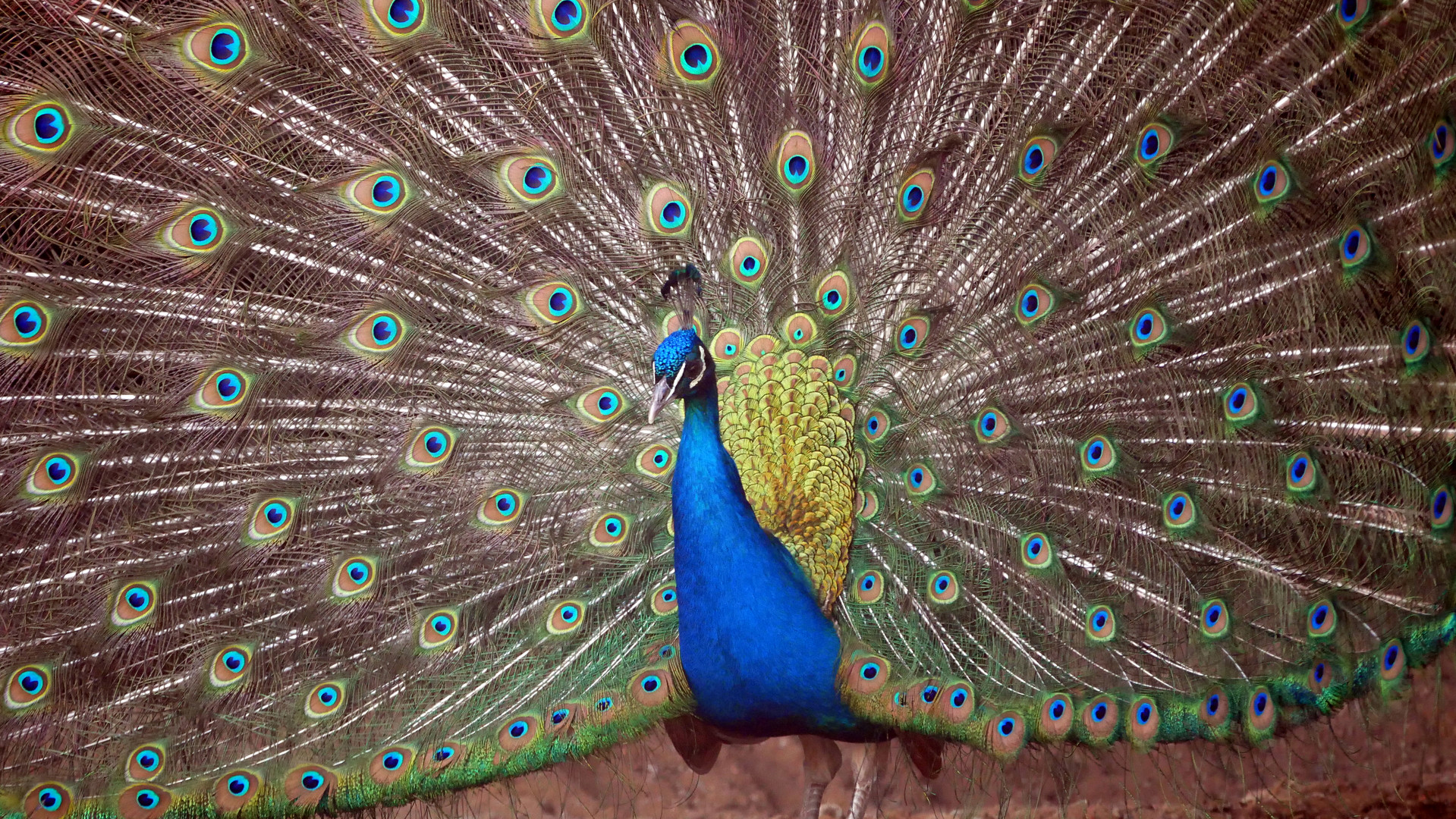 Blauer Pfau