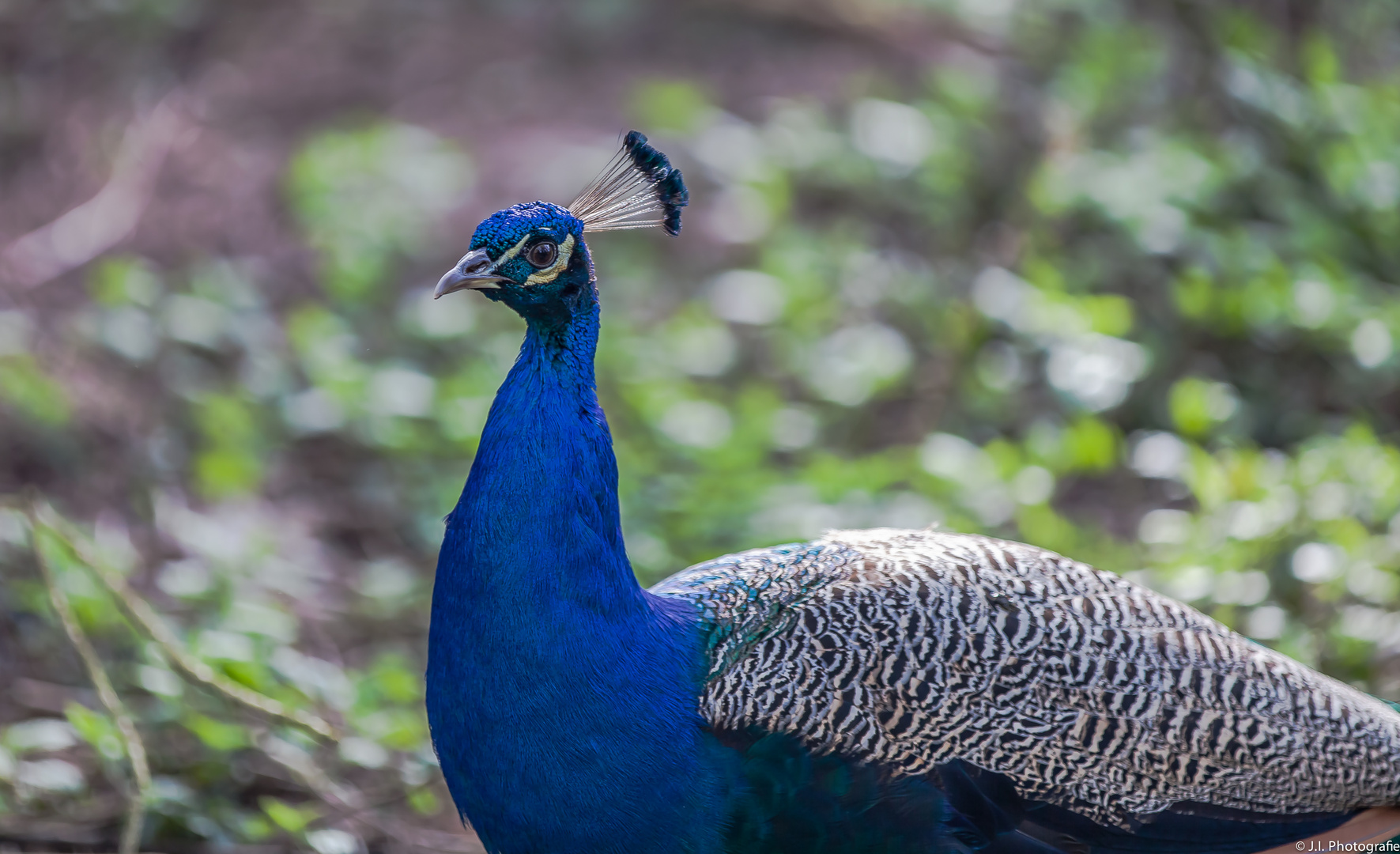 Blauer Pfau