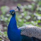 Blauer Pfau