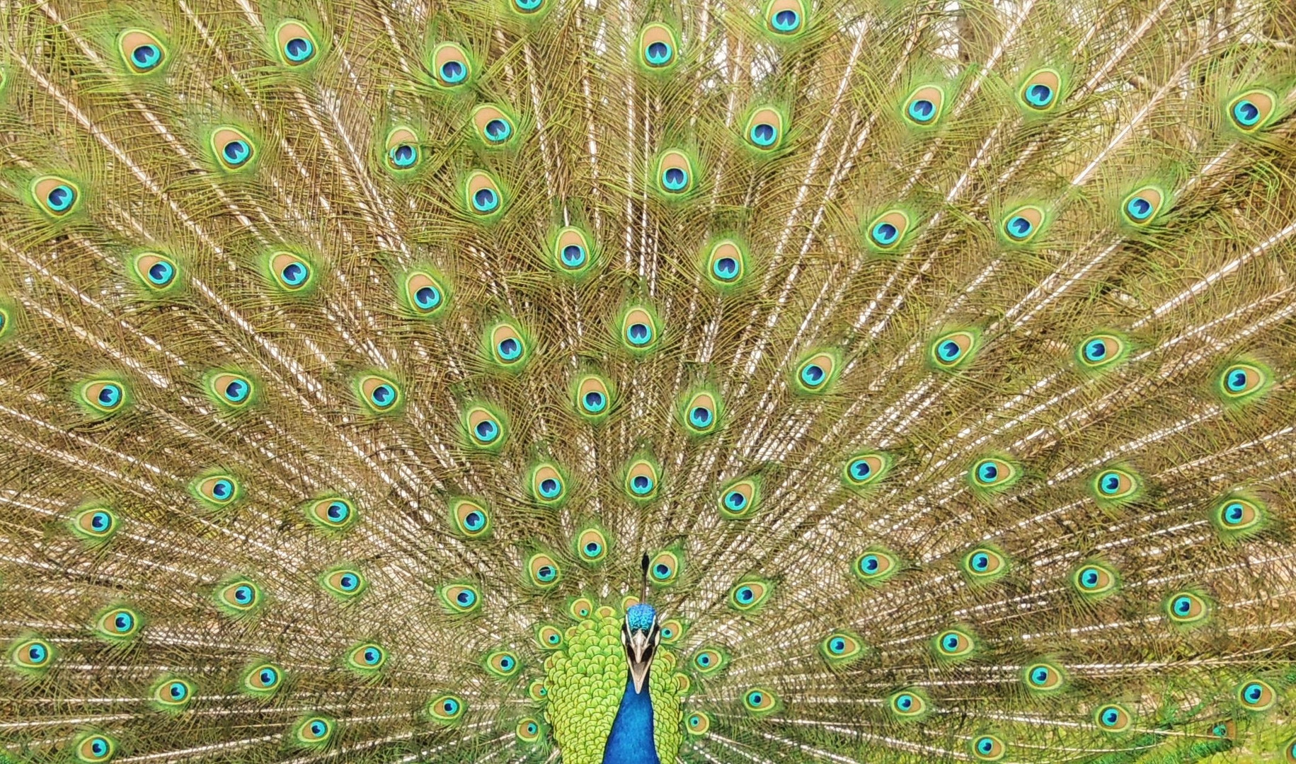 Blauer Pfau