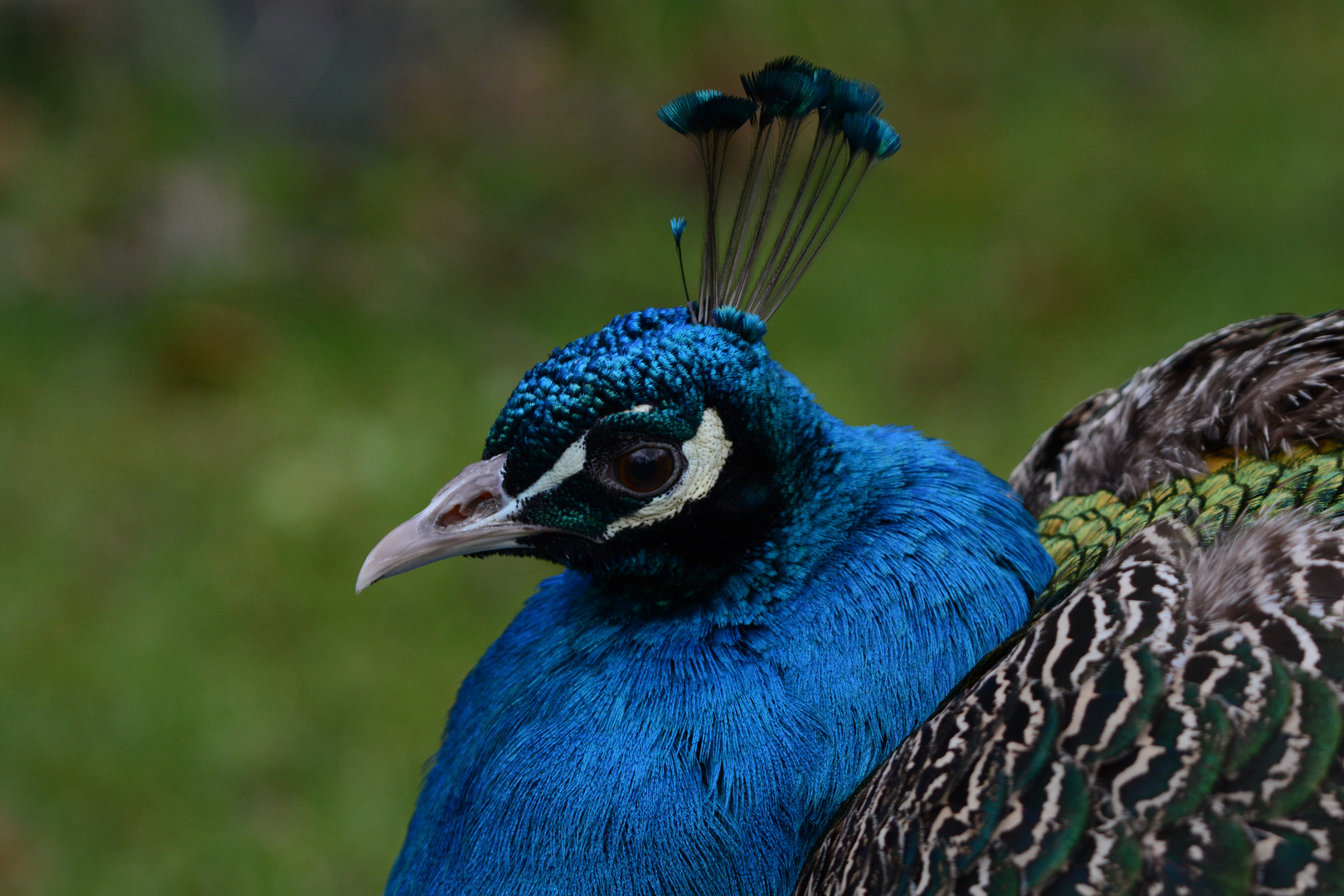 Blauer Pfau...