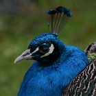 Blauer Pfau...