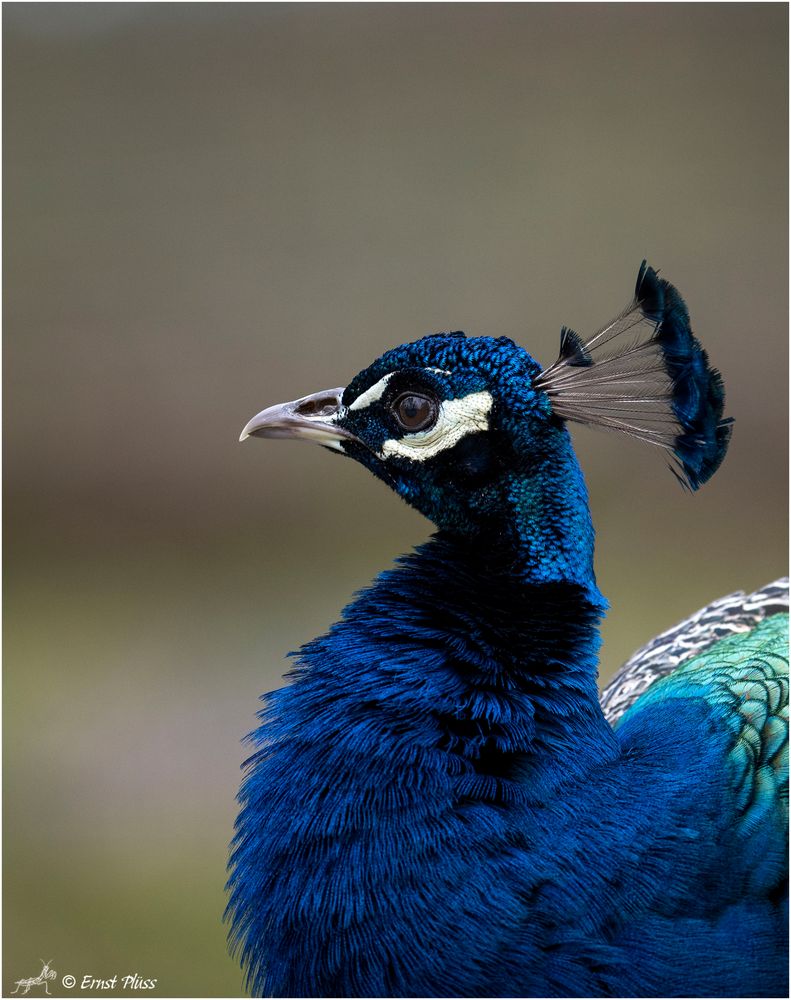 Blauer Pfau