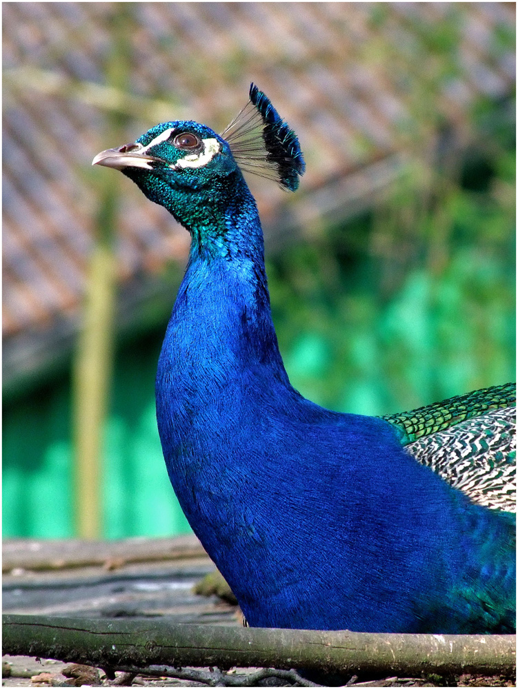 Blauer Pfau