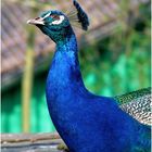 Blauer Pfau