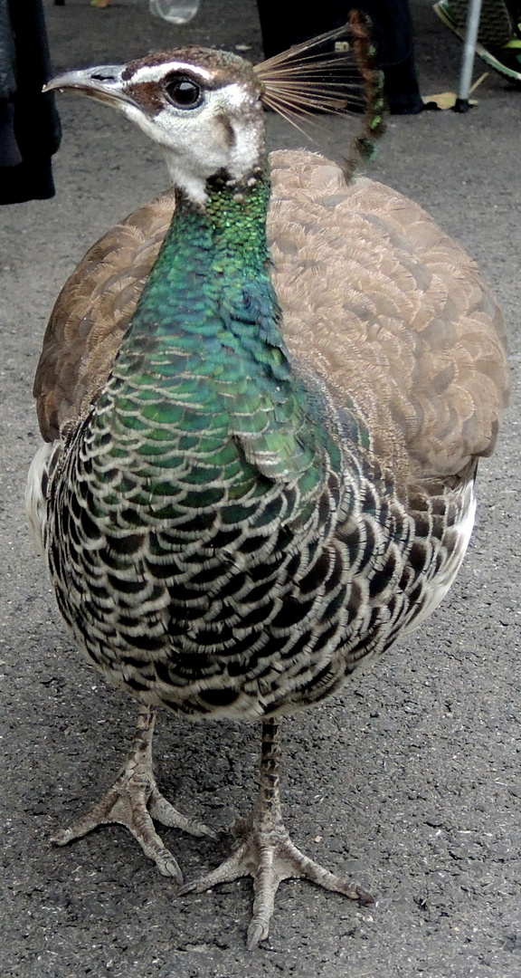 Blauer Pfau