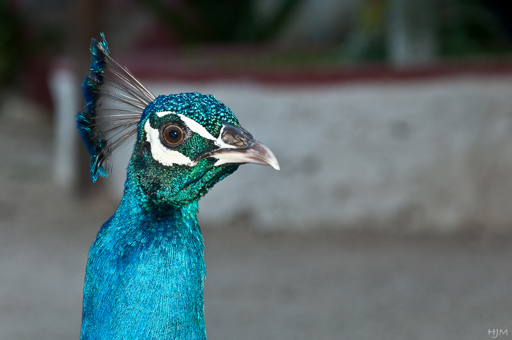 Blauer Pfau