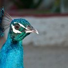 Blauer Pfau