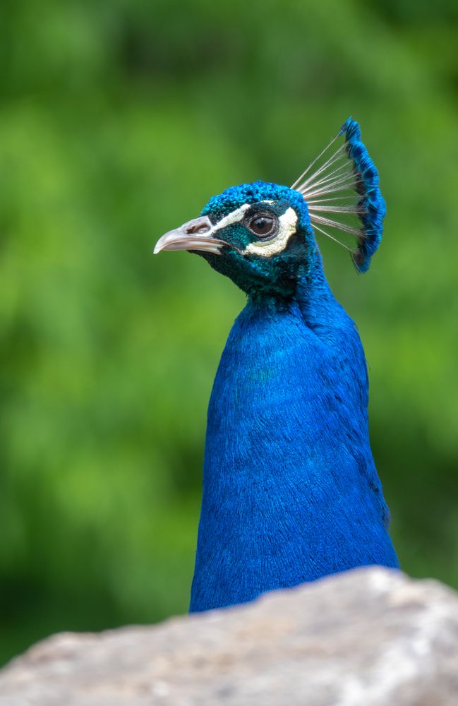 Blauer - Pfau Foto & Bild | tiere, zoo, wildpark & falknerei, vögel Bilder auf fotocommunity