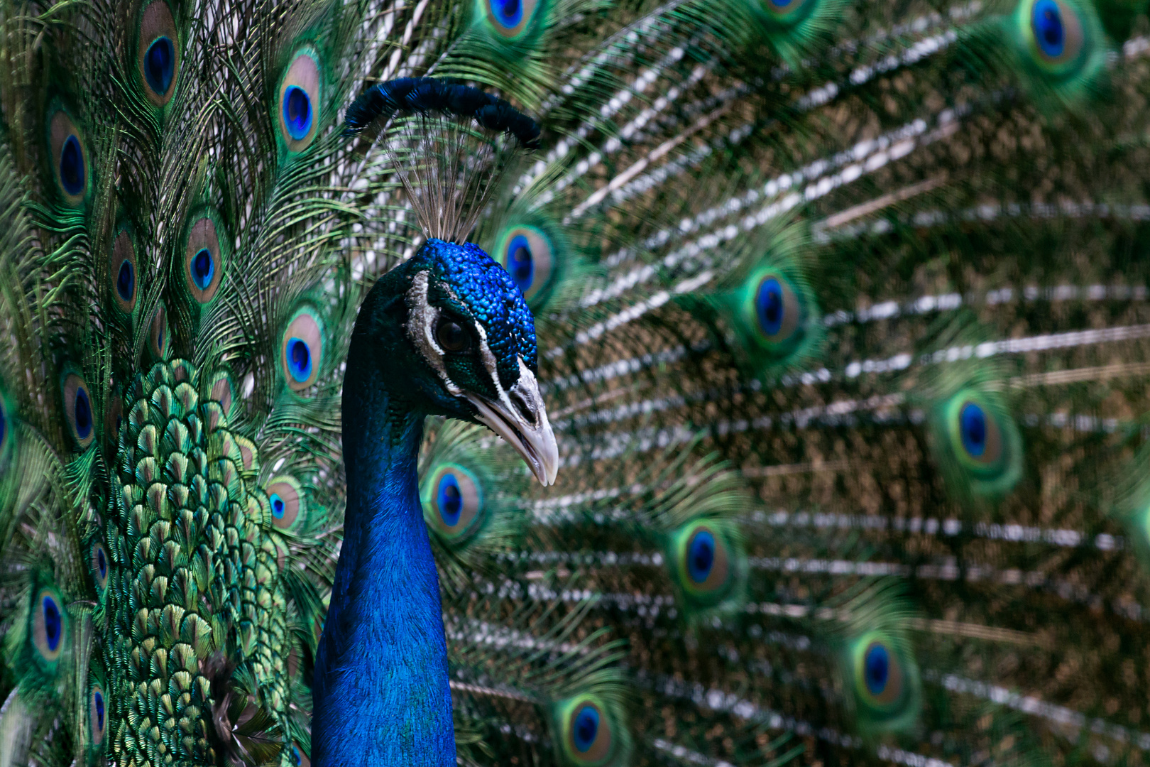 Blauer Pfau