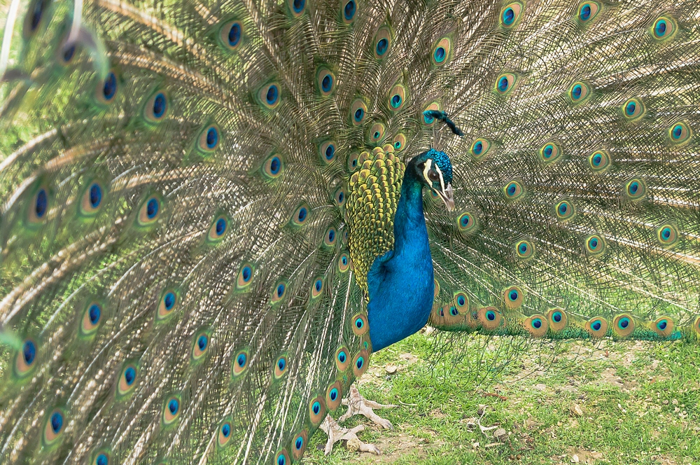 Blauer Pfau