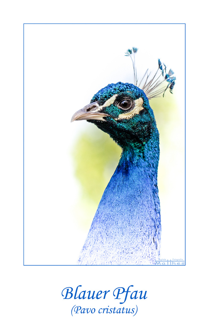 Blauer Pfau