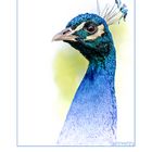 Blauer Pfau