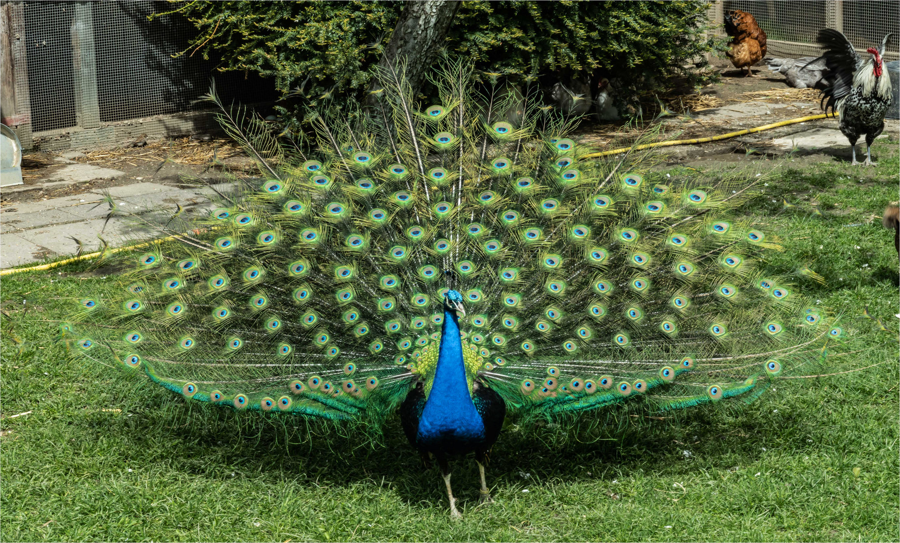 Blauer Pfau