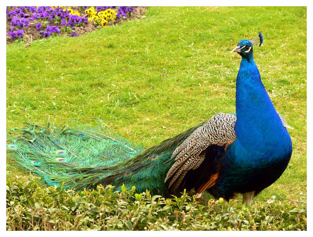 blauer Pfau