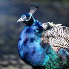 Blauer Pfau