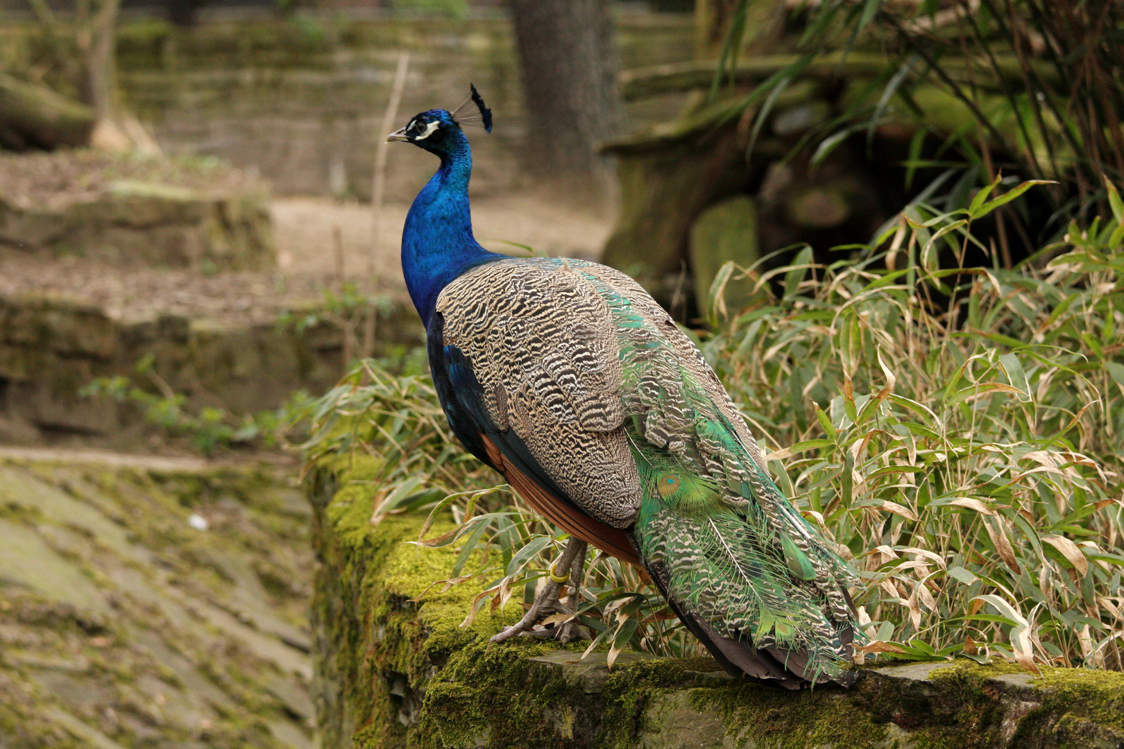 Blauer Pfau