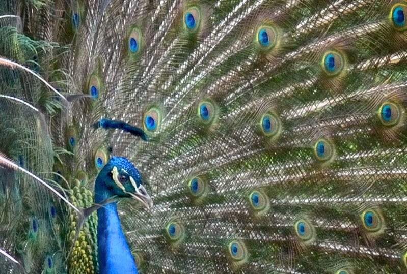 Blauer Pfau auf der Balz