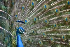 Blauer Pfau auf der Balz