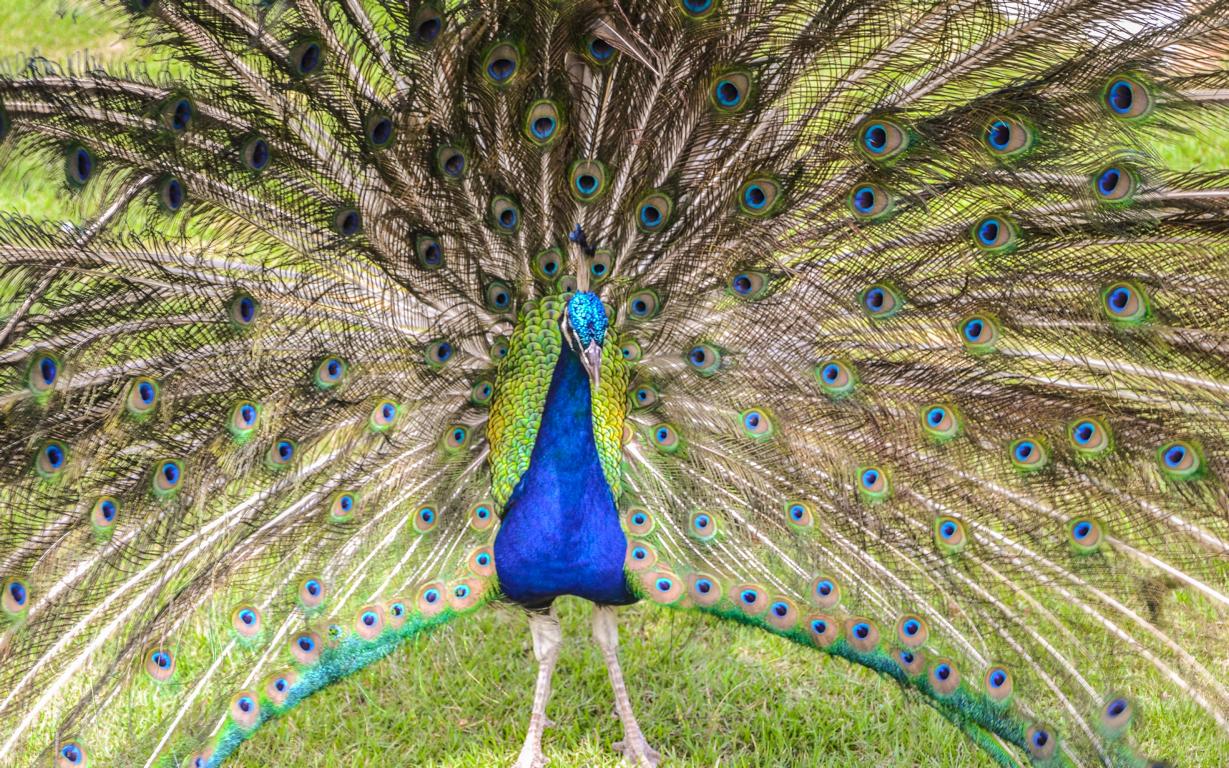 blauer Pfau