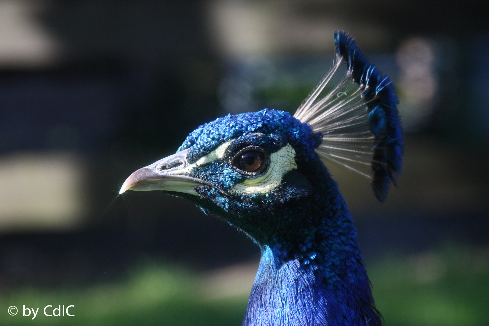 Blauer Pfau