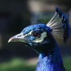 Blauer Pfau