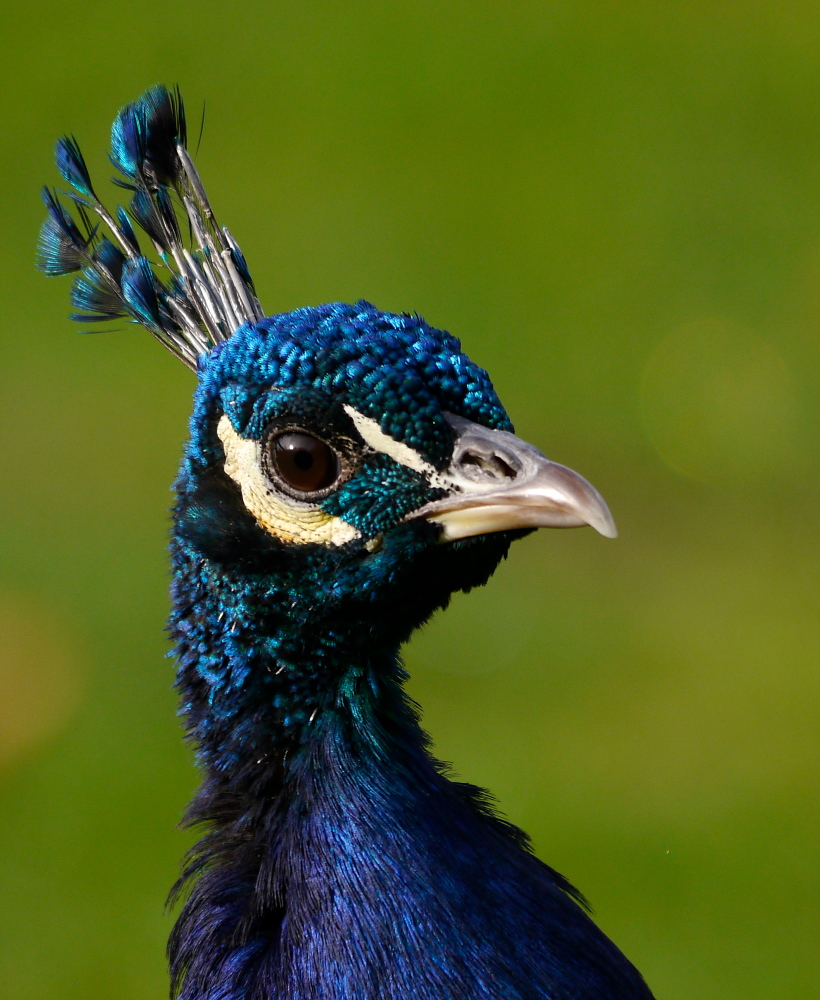 Blauer Pfau