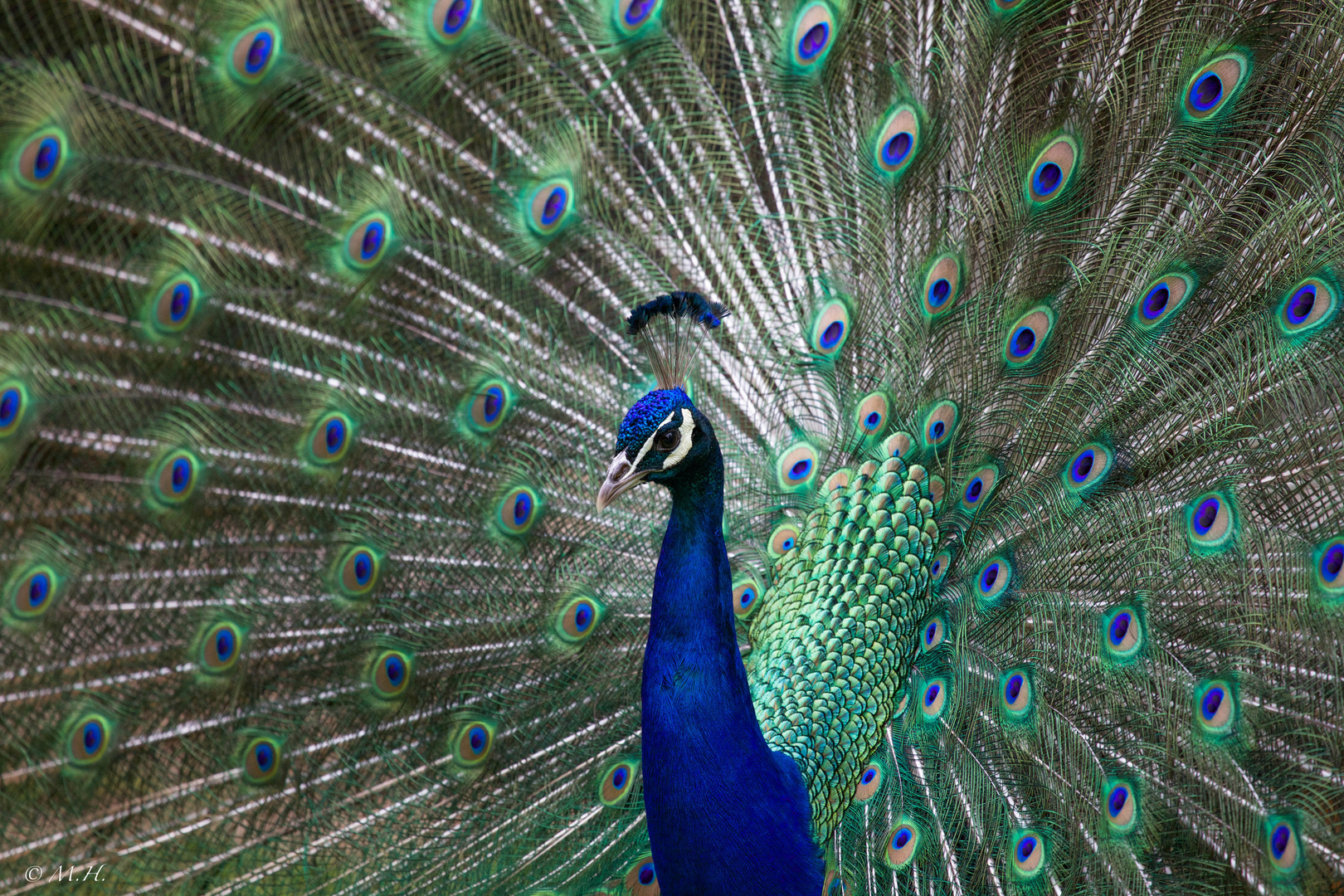 Blauer Pfau (Blue Peacock)