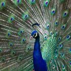 Blauer Pfau (Blue Peacock)