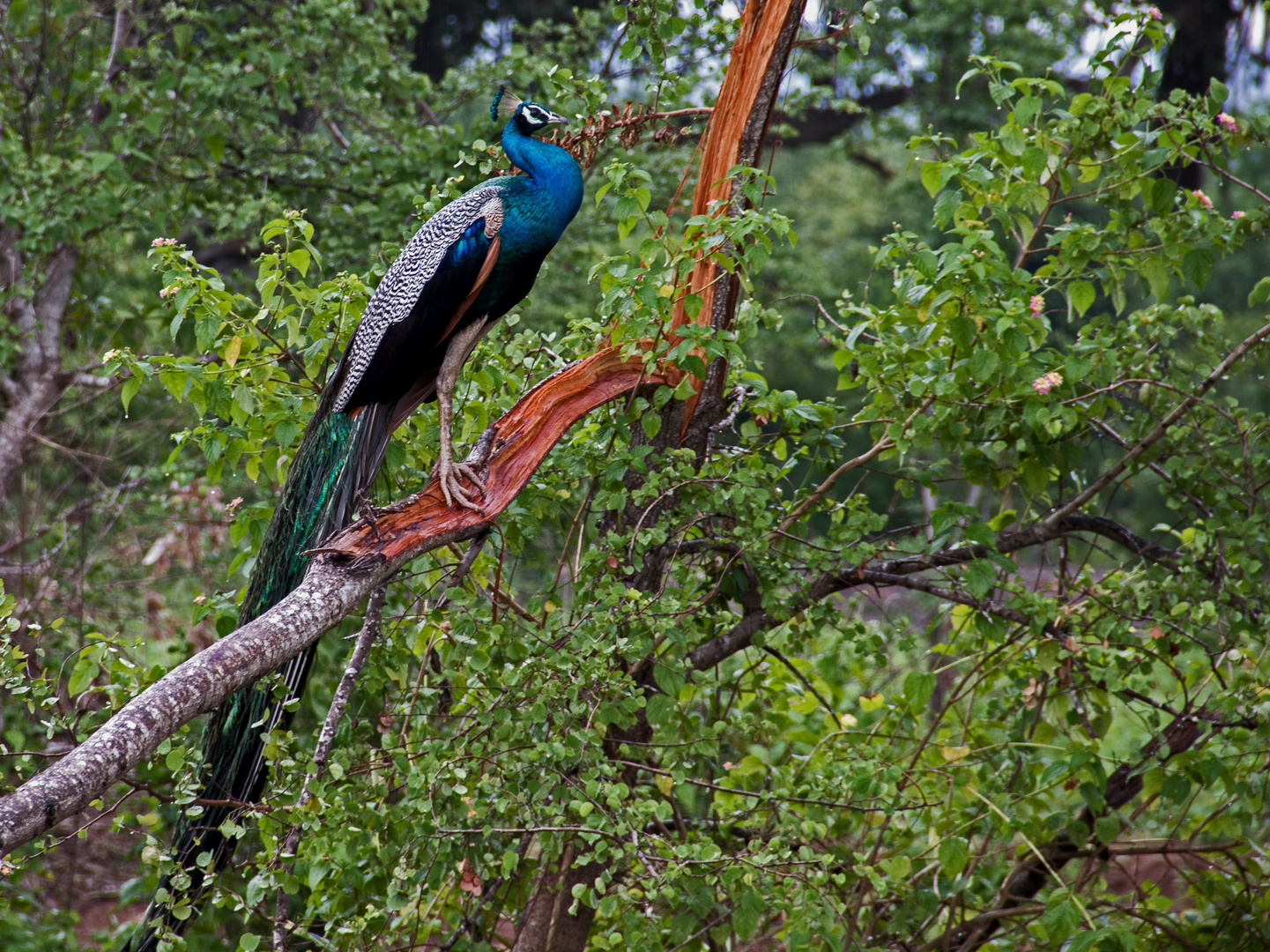 Blauer Pfau