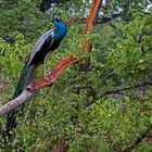 Blauer Pfau