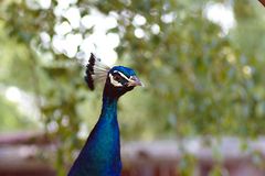 blauer Pfau