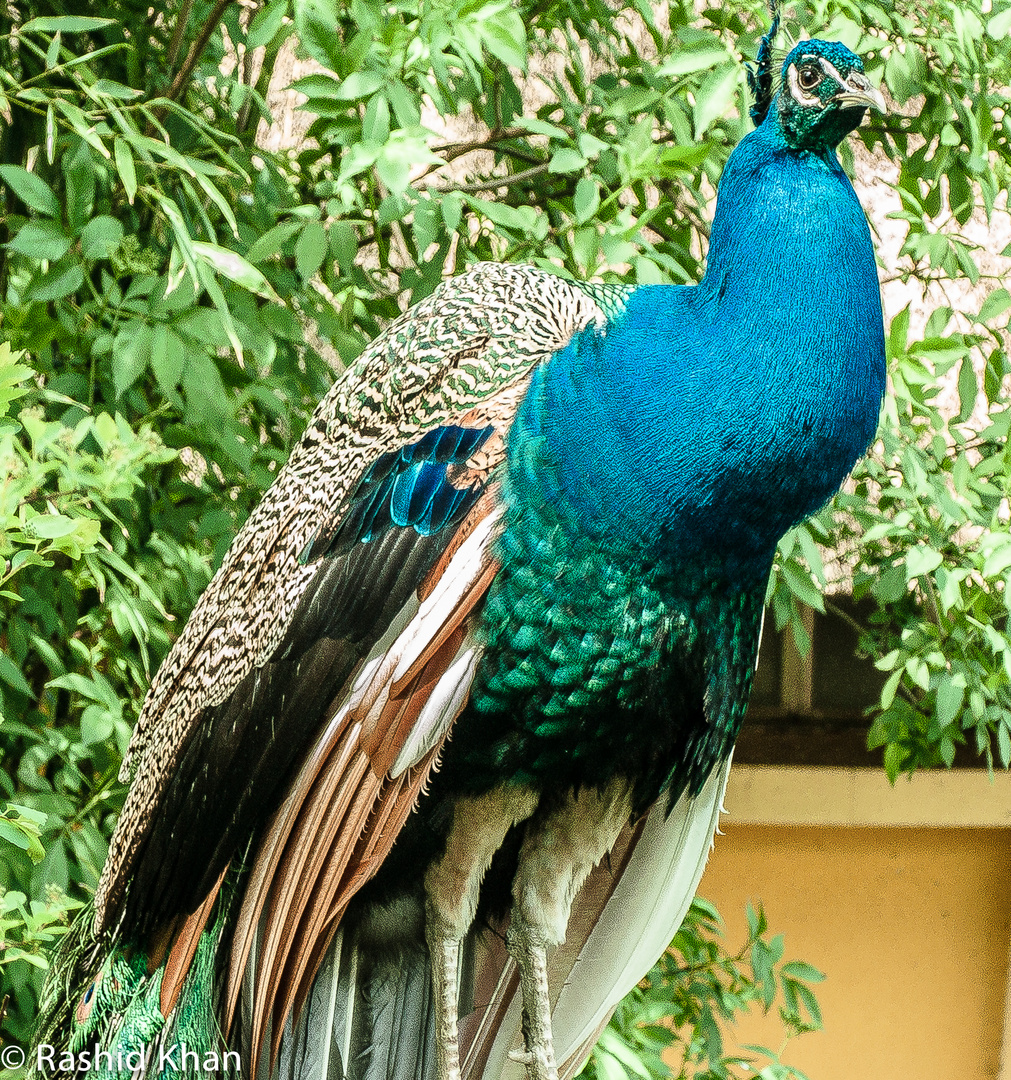 Blauer Pfau