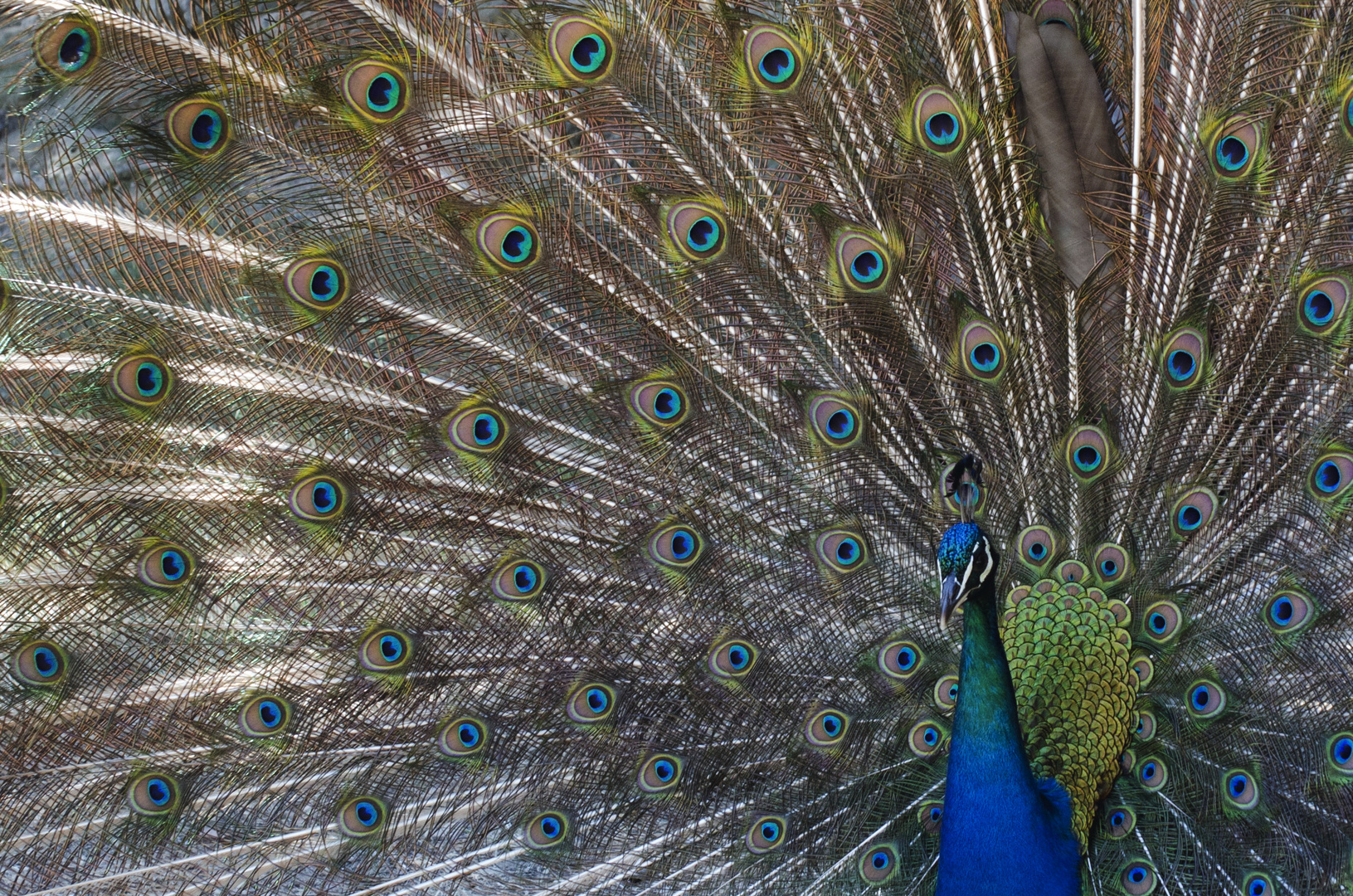 Blauer Pfau