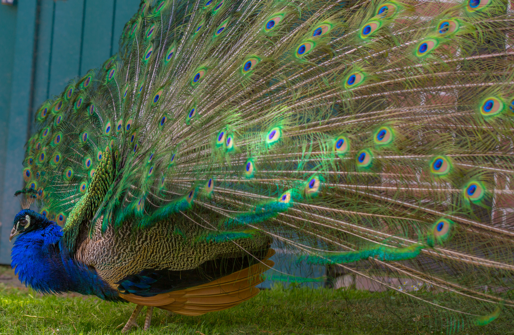 Blauer Pfau