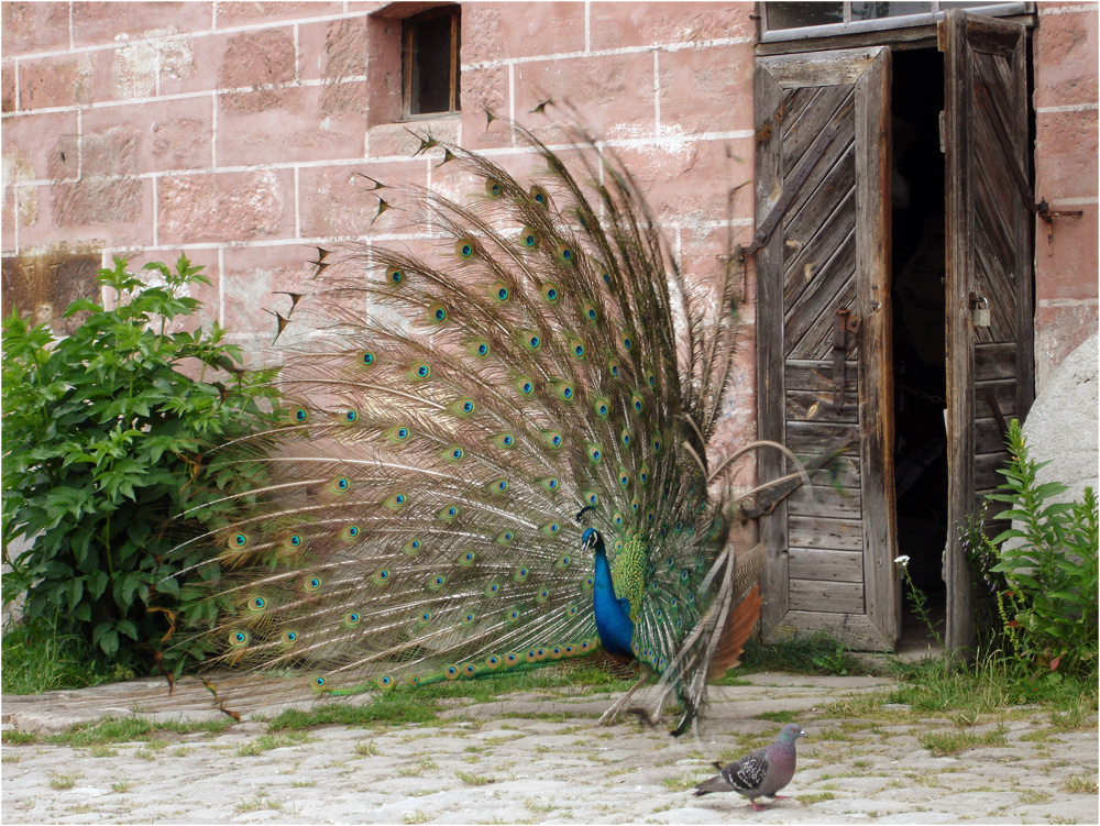 Blauer Pfau