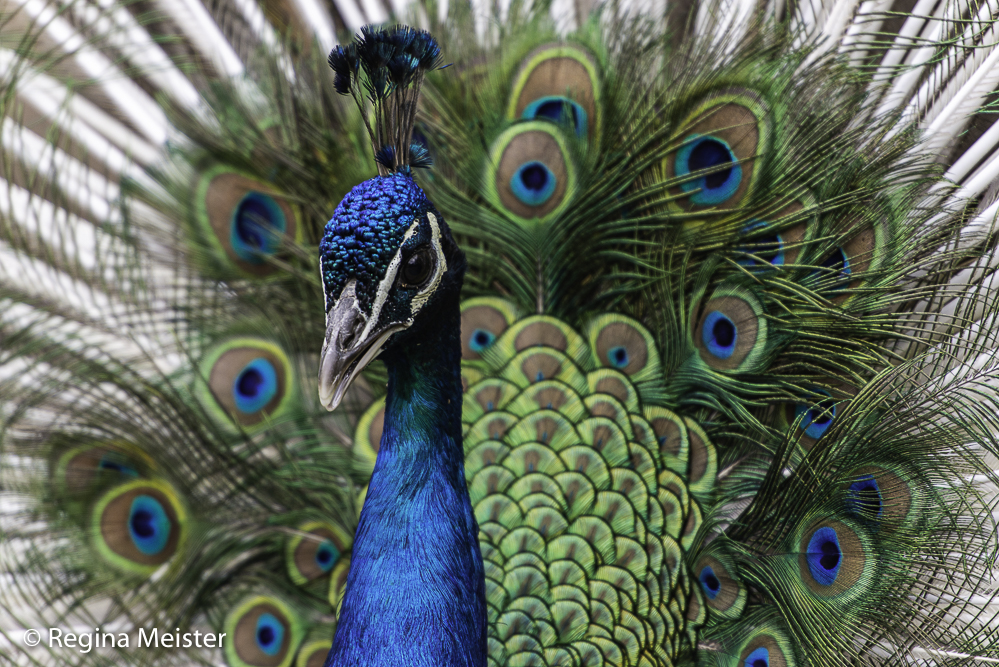 Blauer Pfau 